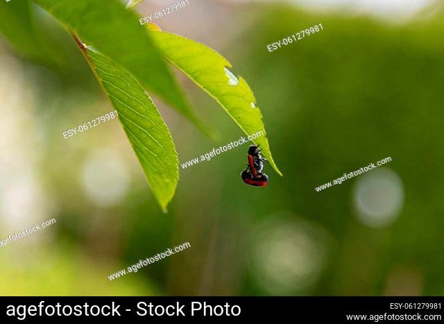 two nice ladybirds make hanging love