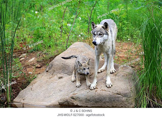 Gray Wolf, (Canis lupus), adult with young on rock, social behaviour, Pine County, Minnesota, USA, North America
