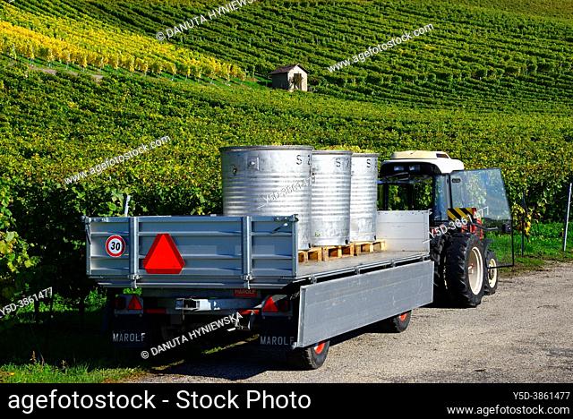 October - white wine harvest, tractor with containers full of grapes, in background vineyards of Fechy, Morges district, La Cote, canton Vaud, Switzerland