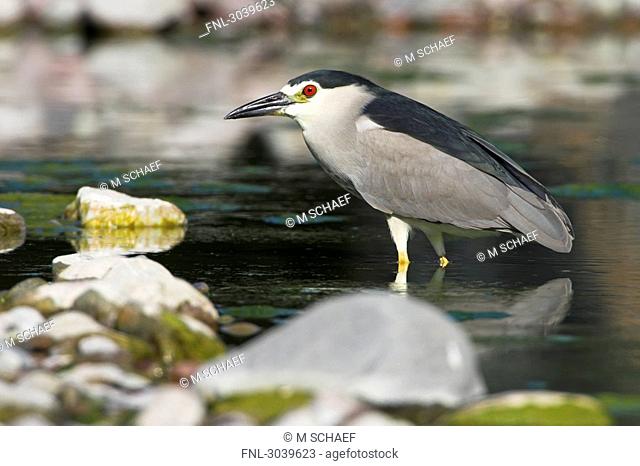 Black-crowned Night Heron Nycticorax nycticorax standing in water, side view