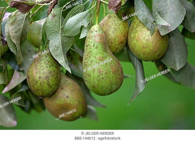 Close-up of Conference pears in an orchard