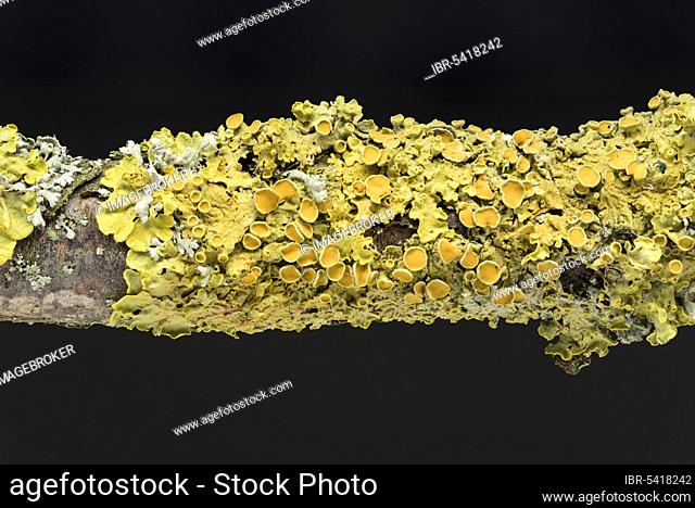 Wall yellow lichen (Xanthoria parietina) (Physia adscendens), helmet callosity, Geo-Naturpark Frau-Holle-Land, Hesse, Germany, Europe