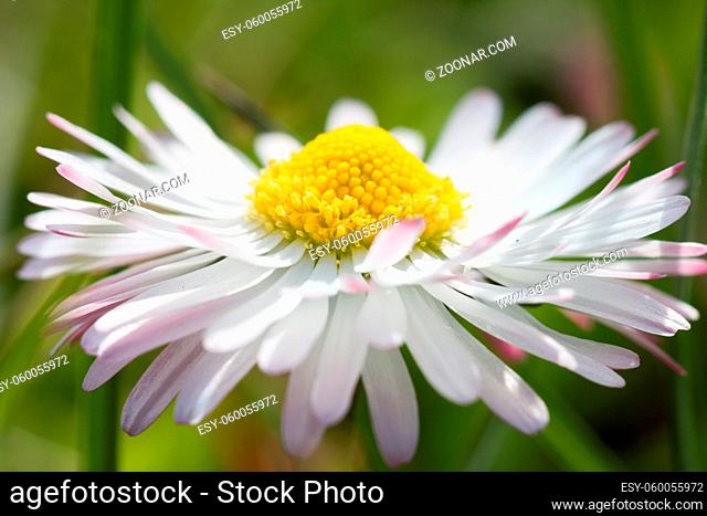 Beautiful flower blooming close view at summer day