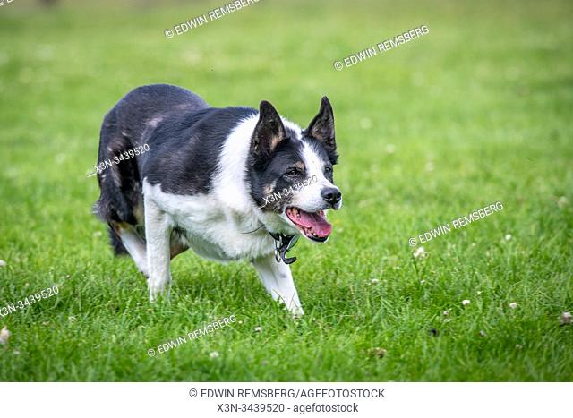 Border Collie Moves Diligently Through a Field , Bingley, Yorkshire, UK