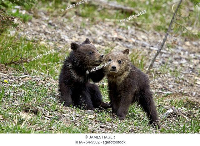Two Grizzly Bear (Ursus arctos horribilis) cubs of the year or spring cubs playing, Yellowstone National Park, Wyoming, United States of America, North America