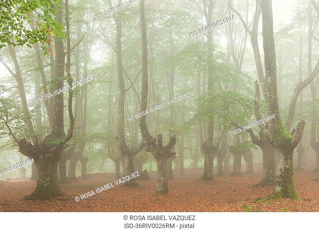 Bare trees in foggy forest