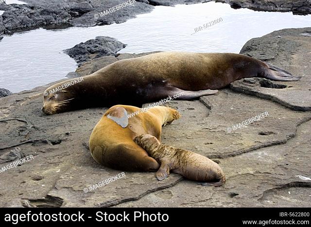 Wollebaecki, Zalophus californianus wollebaeki, Galapagos sea lion, california sea lion (zalophus californianus) (Zalophus californianus), marine mammals