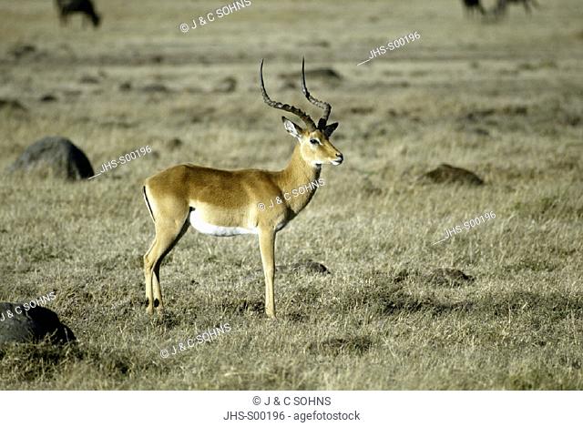 Impala, Aepyceros melampus, Masai Mara, Kenya, adult male
