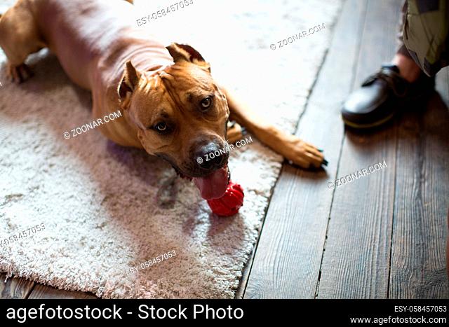 American Staffordshire Terrier lies on the floor. Dog at home interior