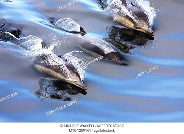 Three Common Dolphins in glassy water