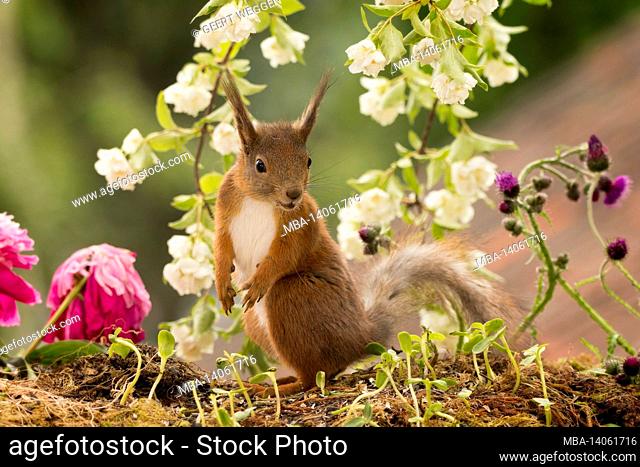 red squirrel standing with flowers in sunlight looking down