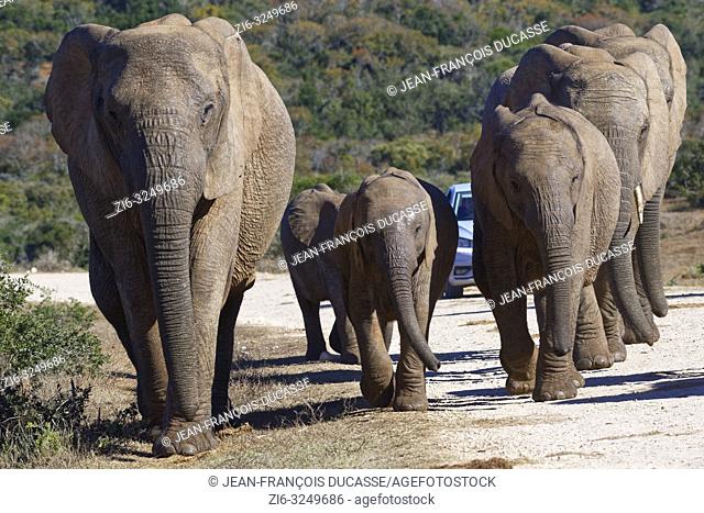African bush elephants (Loxodonta africana), herd with calves walking on a dirt road, a tourist car at the back, Addo Elephant National Park, Eastern Cape
