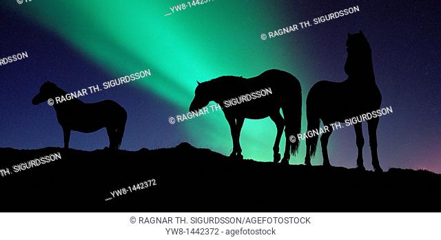 Silhouette of Horses under the Northern Lights  AURORA BOREALIS  in Iceland