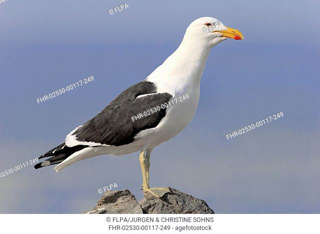 Cape Gull (Larus dominicanus vetula) adult, standing on rock, Stony Point, Betty's Bay, Western Cape, South Africa, June