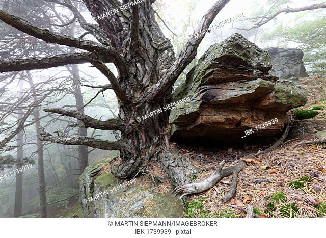 Rocks and a pine tree in a forest, Sandl near Duernstein, Wachau valley, Waldviertel region, Lower Austria, Austria, Europe