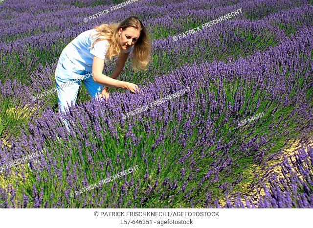 Lavender (Lavandula angustifolia), women standing in filed of Lavender, enjoying scent of Lavender, Vaucluse, Provence, France