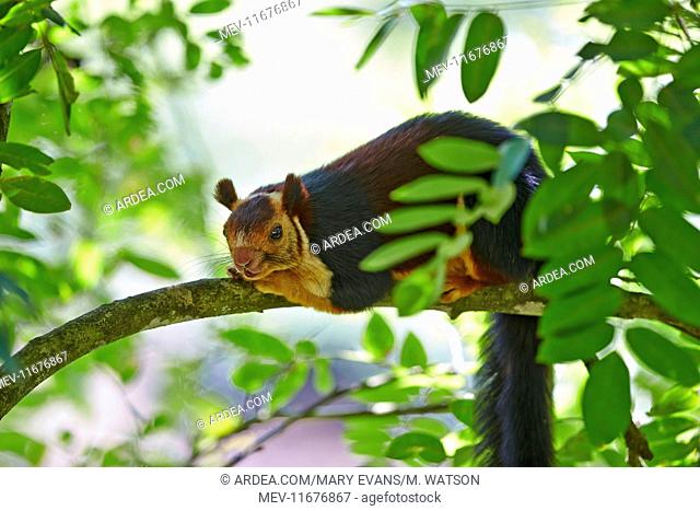 Indian Giant Squirrel / Malabar Giant Squirrel