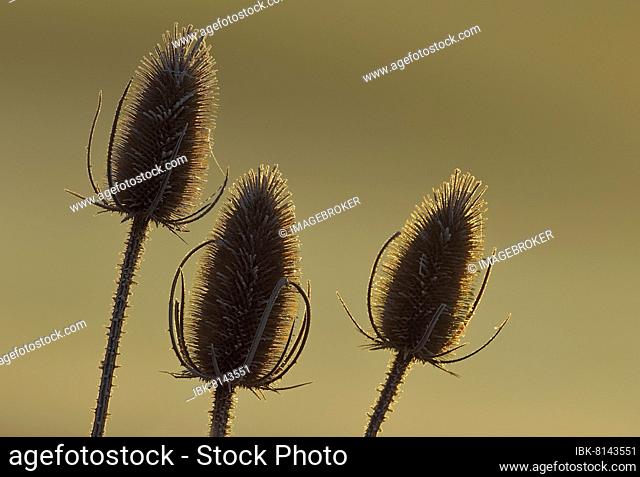 Wild teasels (Dipsacus sylvestris), fruit stand with hoarfrost in morning light, backlight, Hesse, Germany, Europe