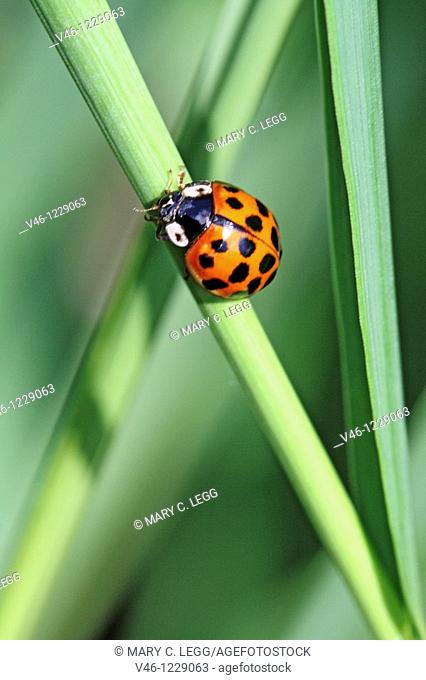 Harlequin Ladybird, Harmonia Axyridis var  succinea, Fourteen-spotted red ladybird  Sometimes it can be conused with aother ladybirds because the elytra color...