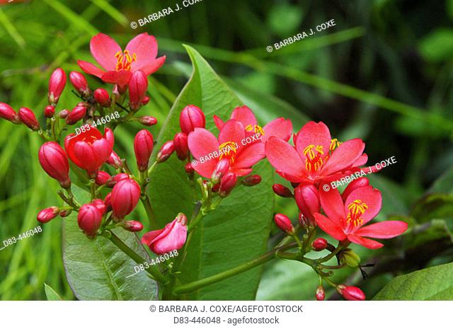 Shanghai Beauty (Jatropha pandurifolia)