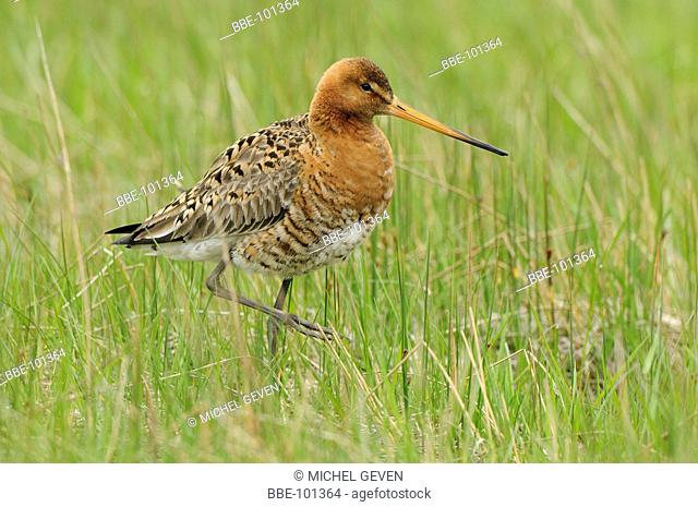 Black-tailed Godwit foraging in meadow