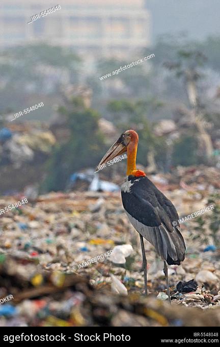 Greater Adjutant (Leptoptilos dubius) adult, scavenging on rubbish dump, Guwahati, Assam, India, Asia