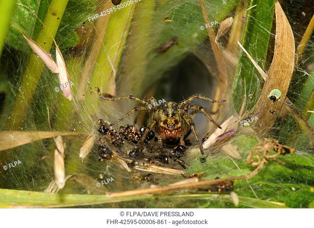 Labyrinth Spider Agelena labyrinthica adult, surrounded by remains of recent meals, in tunnel web, Crossness Nature Reserve, Bexley, Kent, England, June