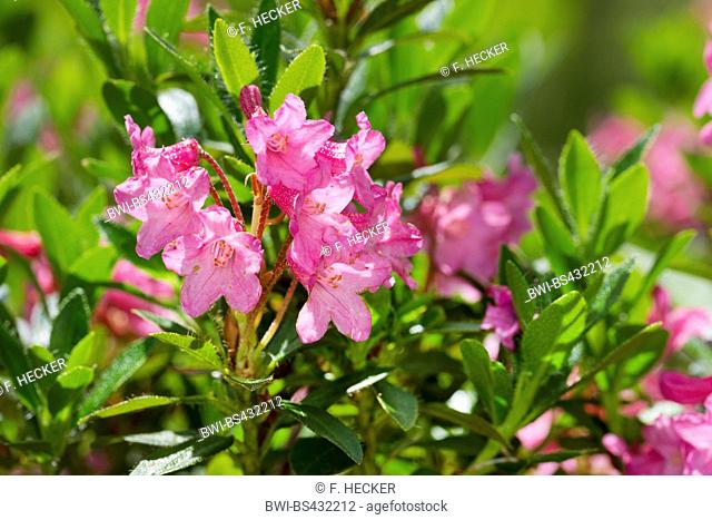 hairy alpine rose (Rhododendron hirsutum), blooming, Germany