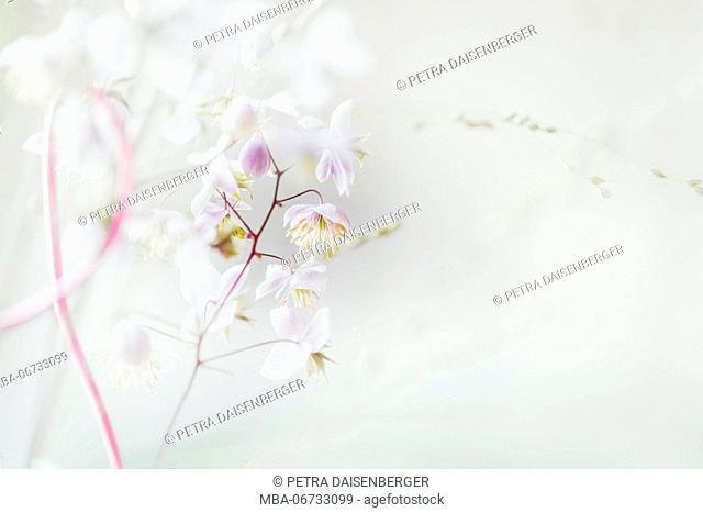small blossoms, close-up - pastel colours, soft and romantical