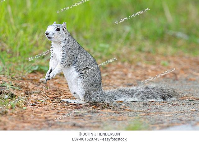 Delmarva Peninsular Fox Squirrel