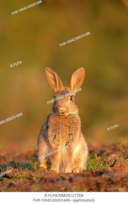 European Rabbit Oryctolagus cuniculus adult, alert, sitting on grazing marsh, Norfolk, England, july