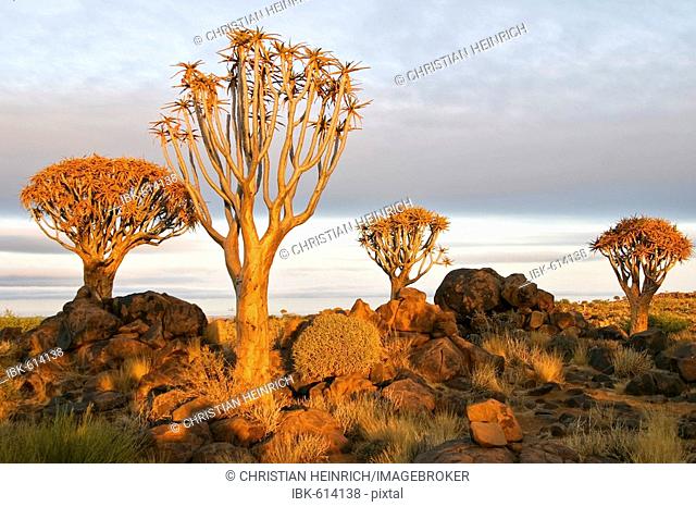 Quiver trees, Quiver tree forest, Farm Gariganus, Keetmannshoop, Namibia, Africa