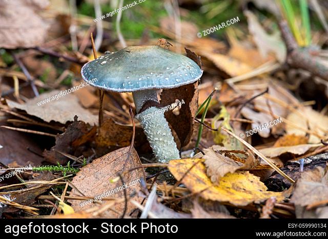 Psilocybe aeruginosa fungus in nature in holland