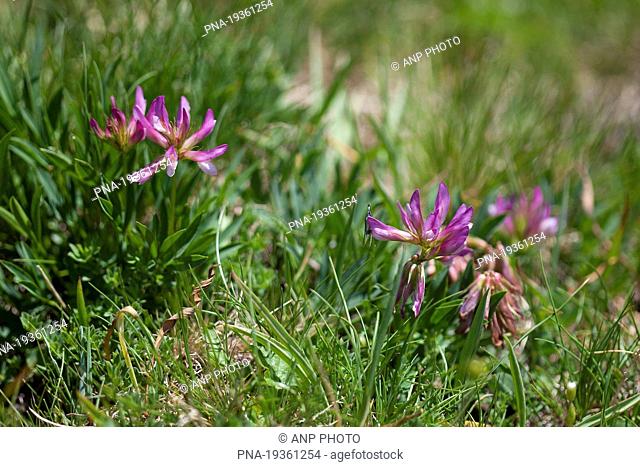 Trifolium alpinum - Briancon, Alps, Hautes-Alpes, Provence-Alpes-CÃ–te dÄ±Azur, France, Europe