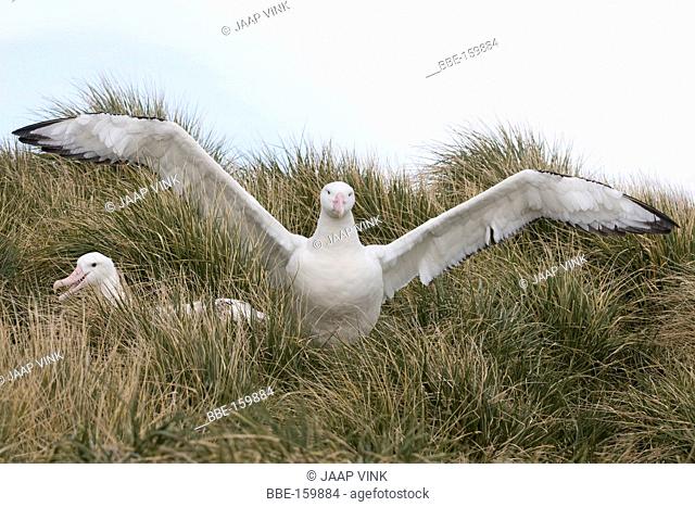 Pair of Wandering Albatrosses on the breeding site