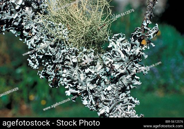Two common lichens, Parmelia physodes (bottom) Usnea comosa (top)