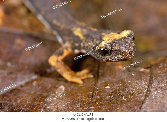 Specimen of salamander, Spectacled salamander, eyes detail. There is a typical livrea for this species, and for this reason is also called 'salamander with...