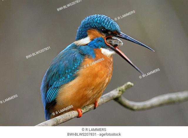river kingfisher Alcedo atthis, pellet throwing, Germany, North Rhine-Westphalia