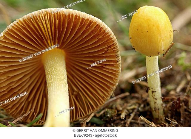 standing young specimen and lying adult specimen with brown gills