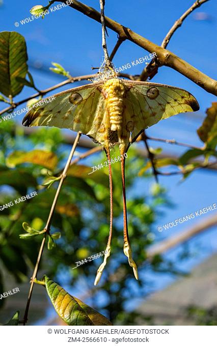 The Comet moth (Argema mittrei) or Madagascan moon moth is an African moth, native to the rain forests of Madagascar, Mandraka Reserve near Moramanga