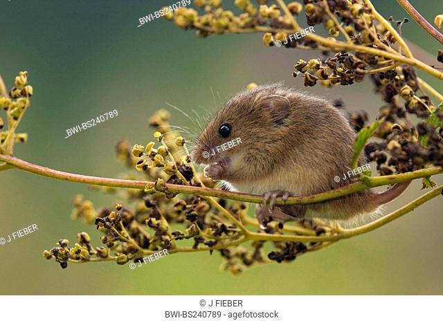 Old World harvest mouse Micromys minutus, sitting among the blossoms of a meadowsweet, feeding, Germany, Rhineland-Palatinate