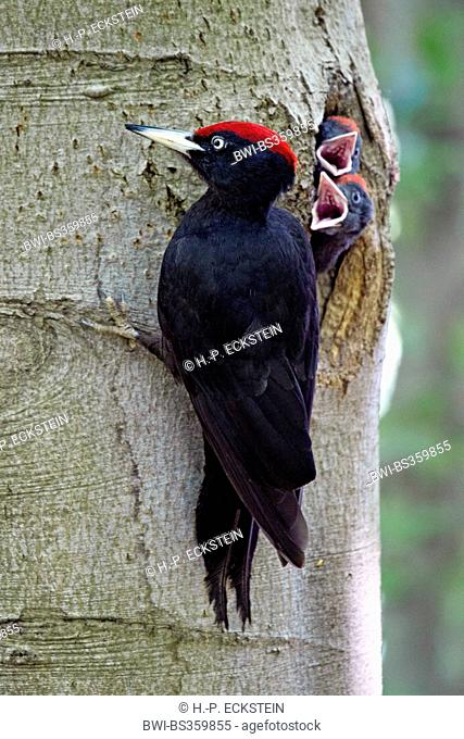 black woodpecker (Dryocopus martius), adult bird with begging nestlings, Germany, Mecklenburg-Western Pomerania