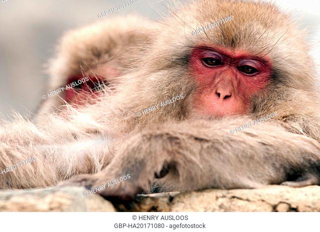 Japanese macaque or snow japanese monkey (Macaca fuscata) sleeping, Japan