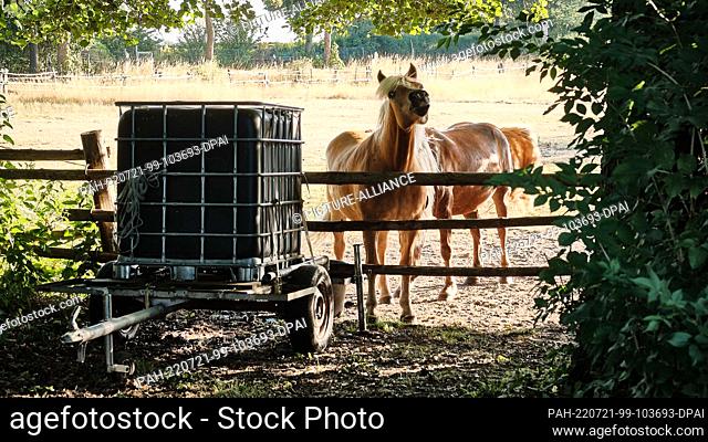 20 July 2022, Lower Saxony, Wendeburg: Two horses are standing in a pasture with dried grasses next to a small water cart in the Sophiental district