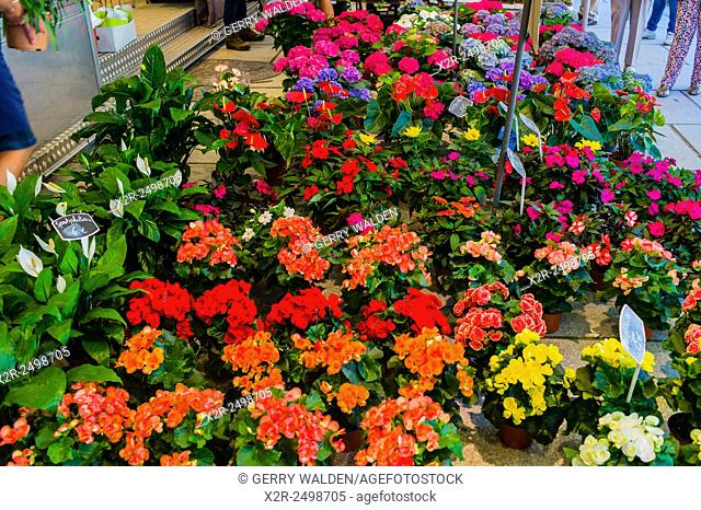 Display of flowers and plants in the Ghent flower market (Kouter), Belgium