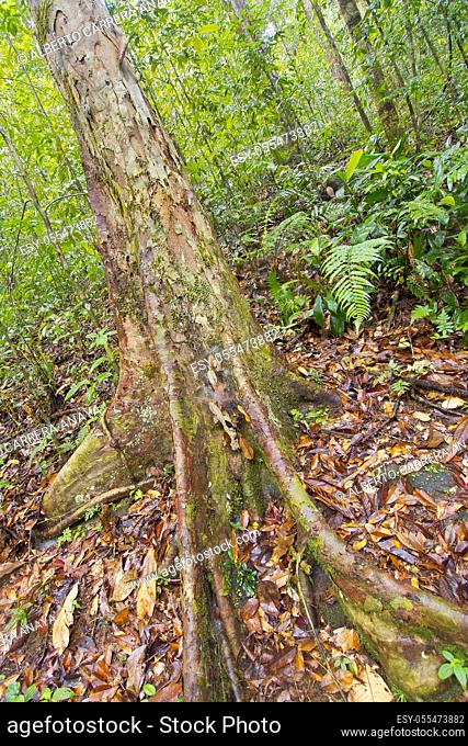 Old trees and Roots, Sinharaja National Park Rain Forest, Sinharaja Forest Reserve, World Heritage Site, UNESCO, Biosphere Reserve, National Wilderness Area