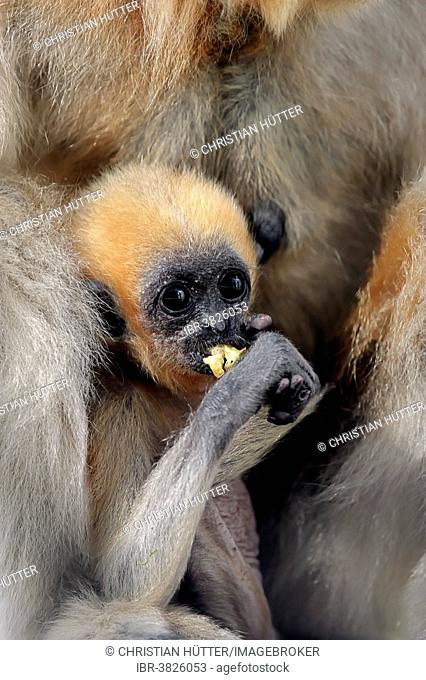 Yellow-cheeked Gibbon (Nomascus gabriellae), young, captive, Germany