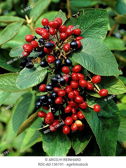 Wayfaring Tree berries Viburnum lantana
