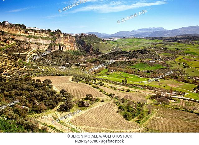 Vineyards and Tajo of Ronda, Malaga province, Andalusia, Spain