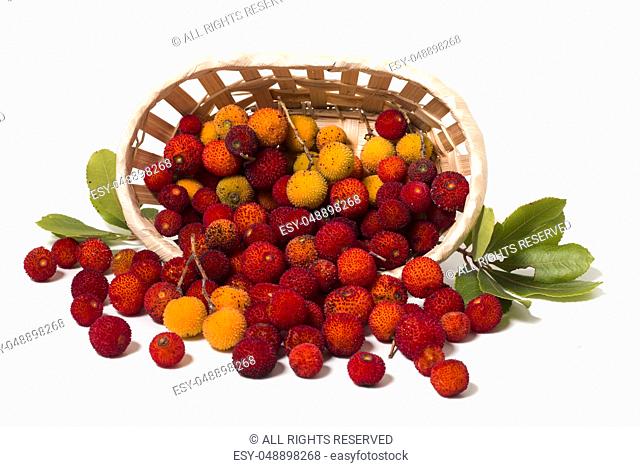 Close up view of strawberry tree (Arbutus Unedo) fruit isolated in white background